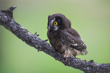 animal