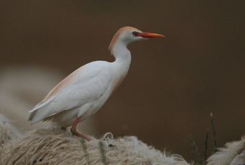 animal