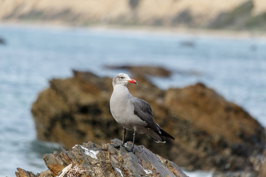 Heermann's Gull perched on rock near ocean in Laguna Beach, California
