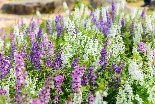 Waew Wichian Flower (Angelonia goyazensis Benth)