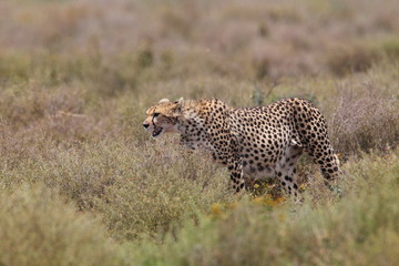 animal