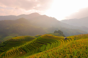 a selective focus picture of paddy rice in organic rice field 