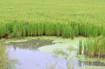 Obraz na płótnie Canvas Beautiful rice field in Thailand