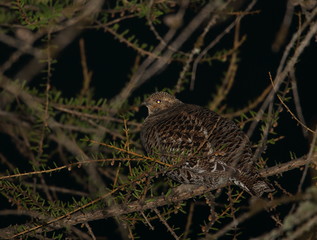 animal