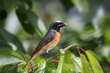 animal