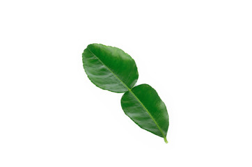 kaffir lime leaves on white background