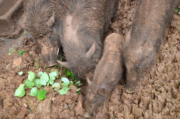 Wild pig