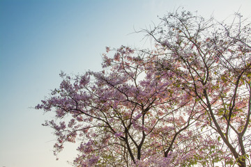 Fototapeta na wymiar Top tree forest Pink flowers background