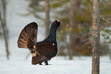 animal