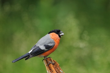 animal