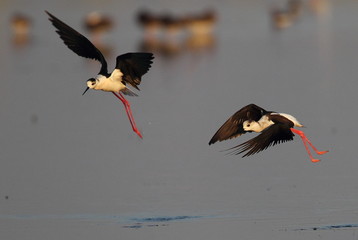 Obraz premium animal