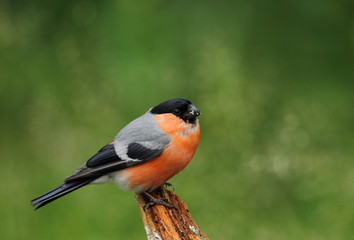animal