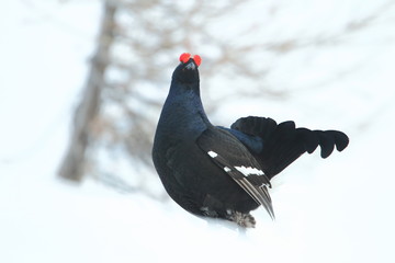 Animal