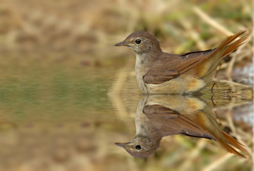 animal