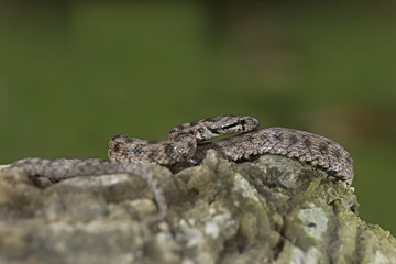 animal