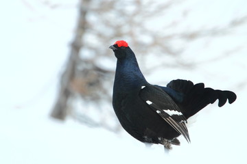 animal