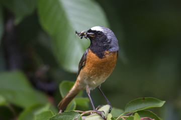 animal