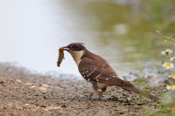 animal