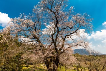 一本桜