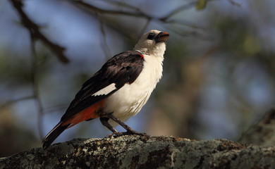 animal