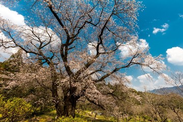 一本桜