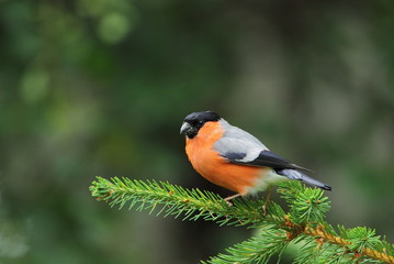 animal