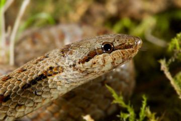 animal