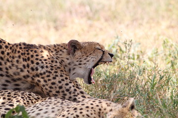 Animal