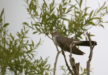 animal
