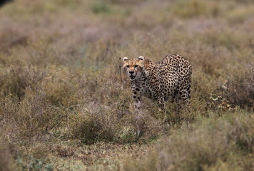 animal