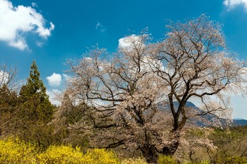 一本桜