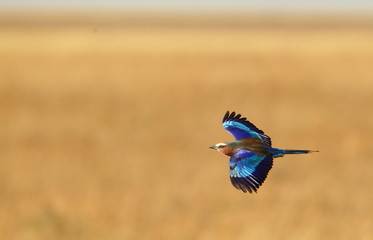 animal