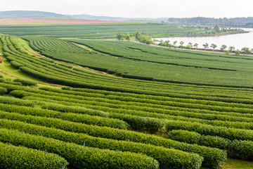 Green Tea Farm