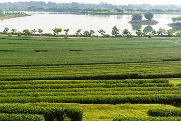 Green Tea Farm