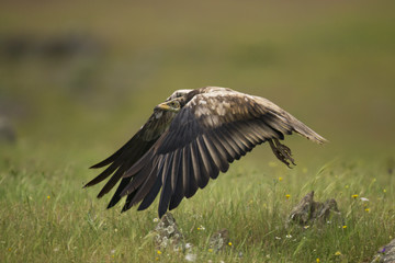 Obraz premium animal