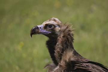 animal