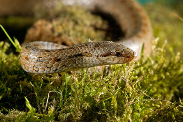 animal