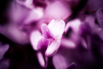 Fototapeta premium Close up of a spring flower