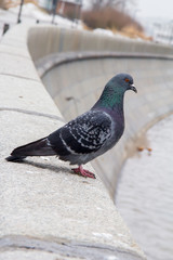 Pigeons on the parapet of the embankment