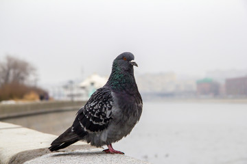 Pigeons on the parapet of the embankment