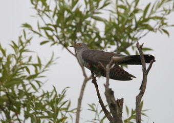 Fototapeta premium animal