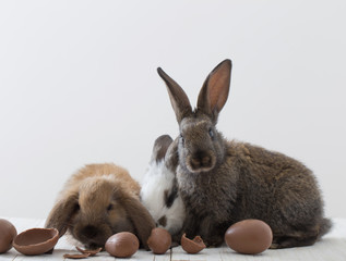 rabbits with chocolate eggs on white background