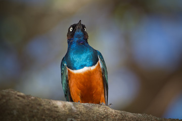 animal