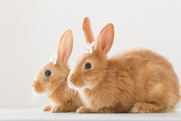 red rabbits on white background