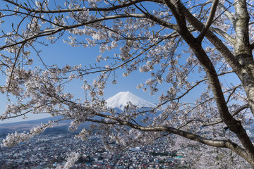 Sakura and Mt.Fuji