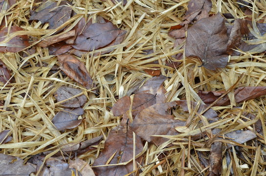 straw and hay texture background