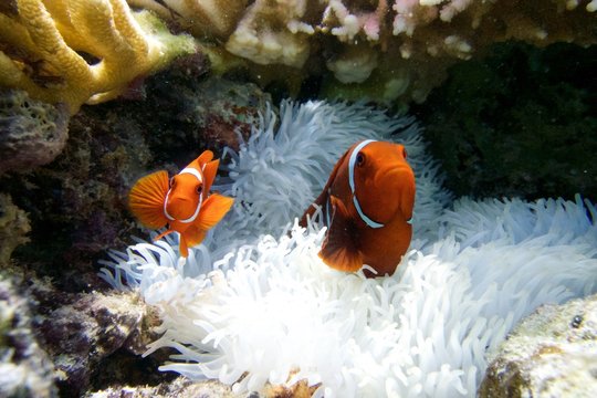 clownfish anemone red white underwater fish