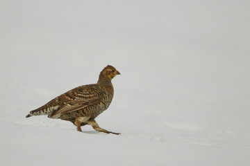 animal