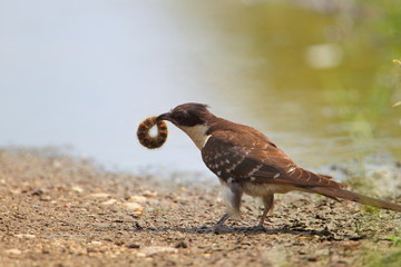 animal