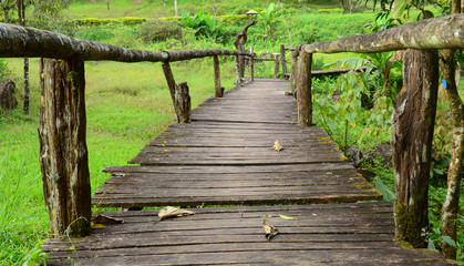 Fototapeta premium Boardwalk Through The Forest